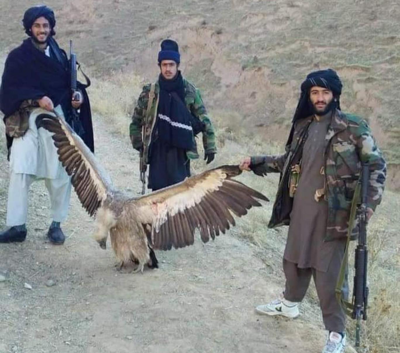 شکار پرندگان در افغانستان