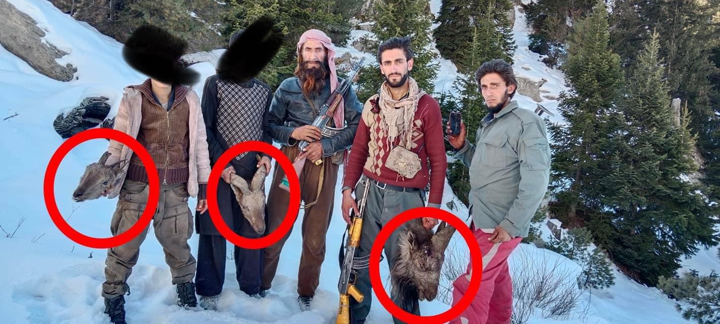 شکار غیرقانونی حیوانات در نورستان