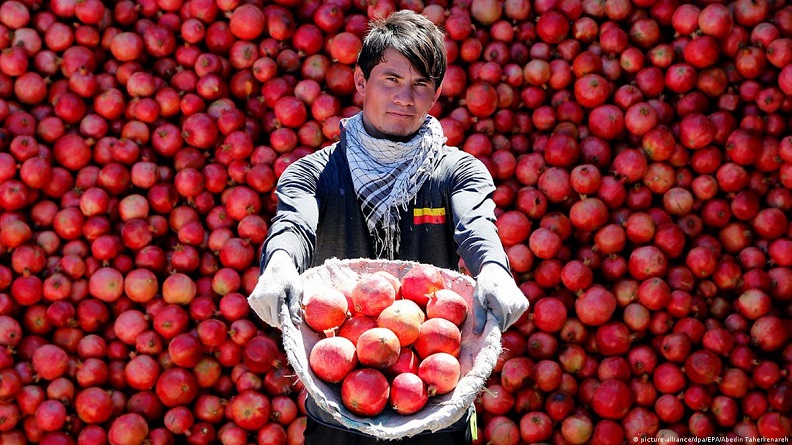 میوه تاره در افغانستان