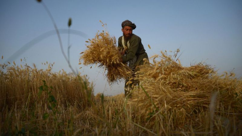 کاهش درآمد ناخالص افغانستان
